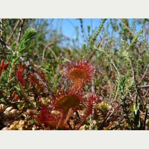 Der Rundblättrige Sonnentau war Blume des Jahres 1992. Die fleischfressende Pflanze steht auf der Roten Liste gefährdeter Arten